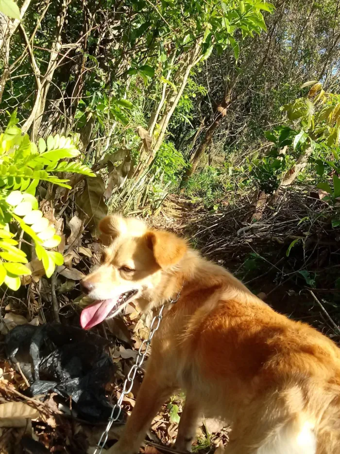 Cachorro ra a SRD-ViraLata idade 6 ou mais anos nome Dafne