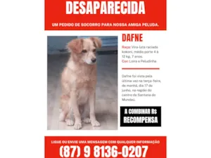 Cachorro raça SRD-ViraLata idade 6 ou mais anos nome Dafne