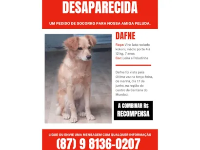 Cachorro raça SRD-ViraLata idade 6 ou mais anos nome Dafne