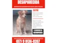 Dafne