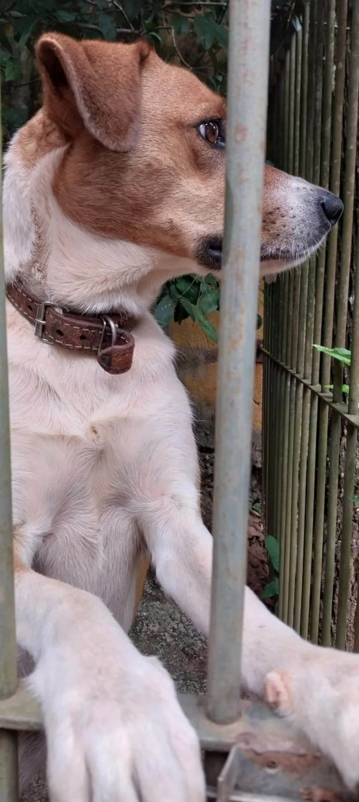 Cachorro ra a SRD-ViraLata idade 6 ou mais anos nome Diamante (Dia)