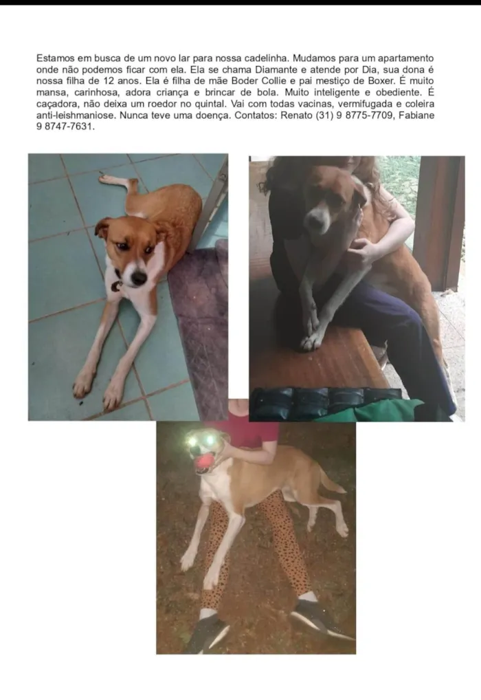 Cachorro ra a SRD-ViraLata idade 6 ou mais anos nome Diamante (Dia)