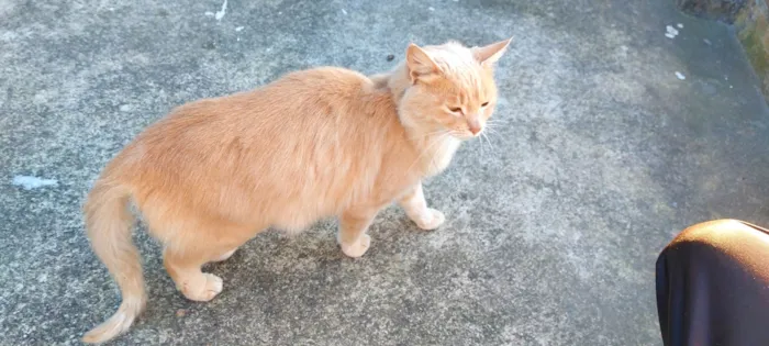 Gato ra a SRD-ViraLata idade 1 ano nome Dáwilla 