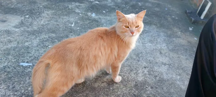 Gato ra a SRD-ViraLata idade 1 ano nome Dáwilla 