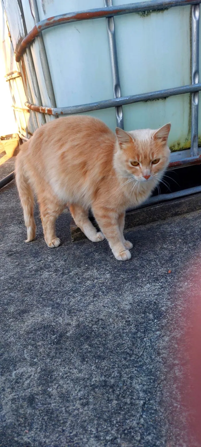 Gato ra a SRD-ViraLata idade 1 ano nome Dáwilla 