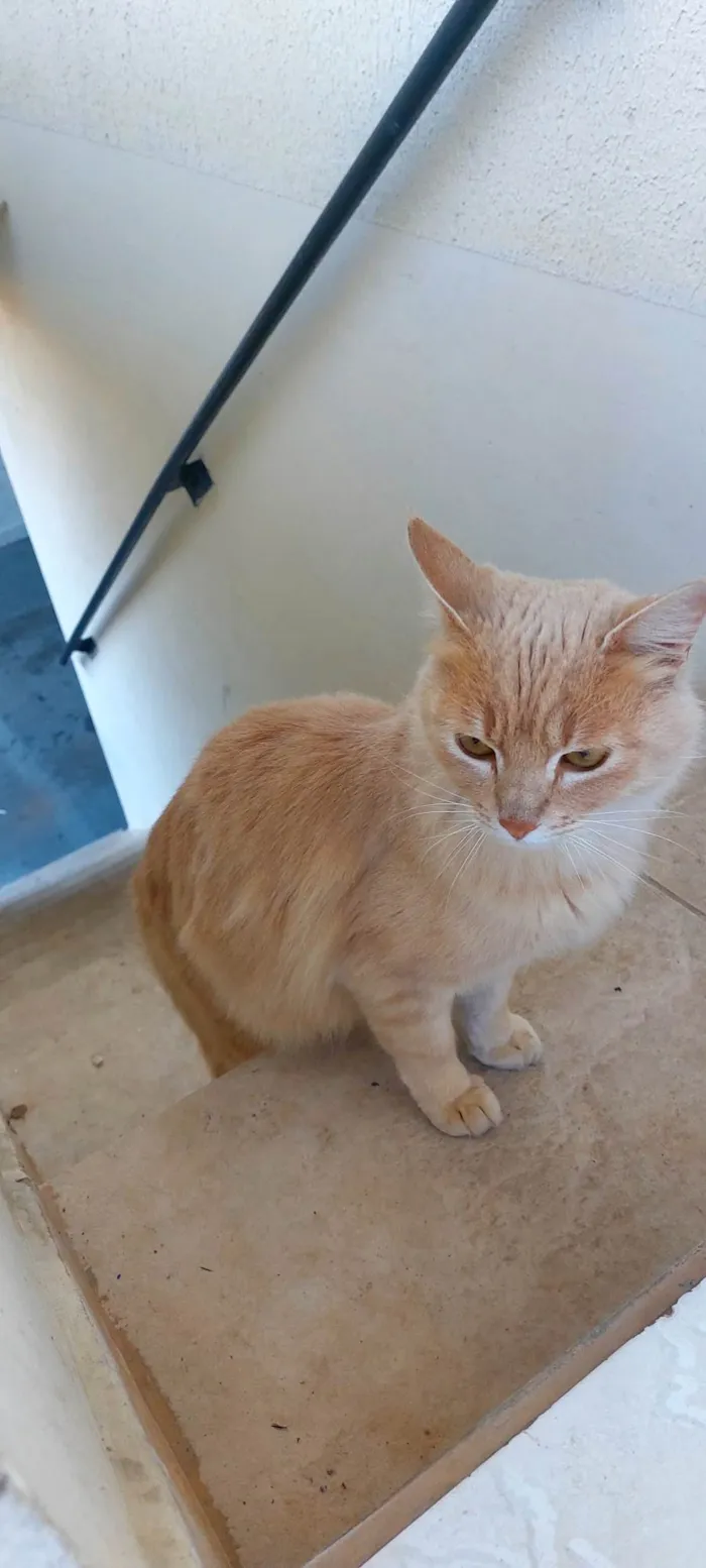 Gato ra a SRD-ViraLata idade 1 ano nome Dáwilla 