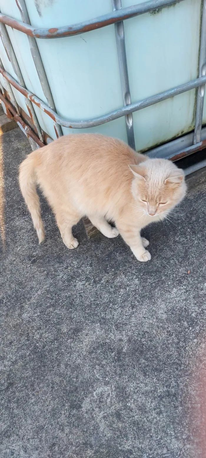 Gato ra a SRD-ViraLata idade 1 ano nome Dáwilla 