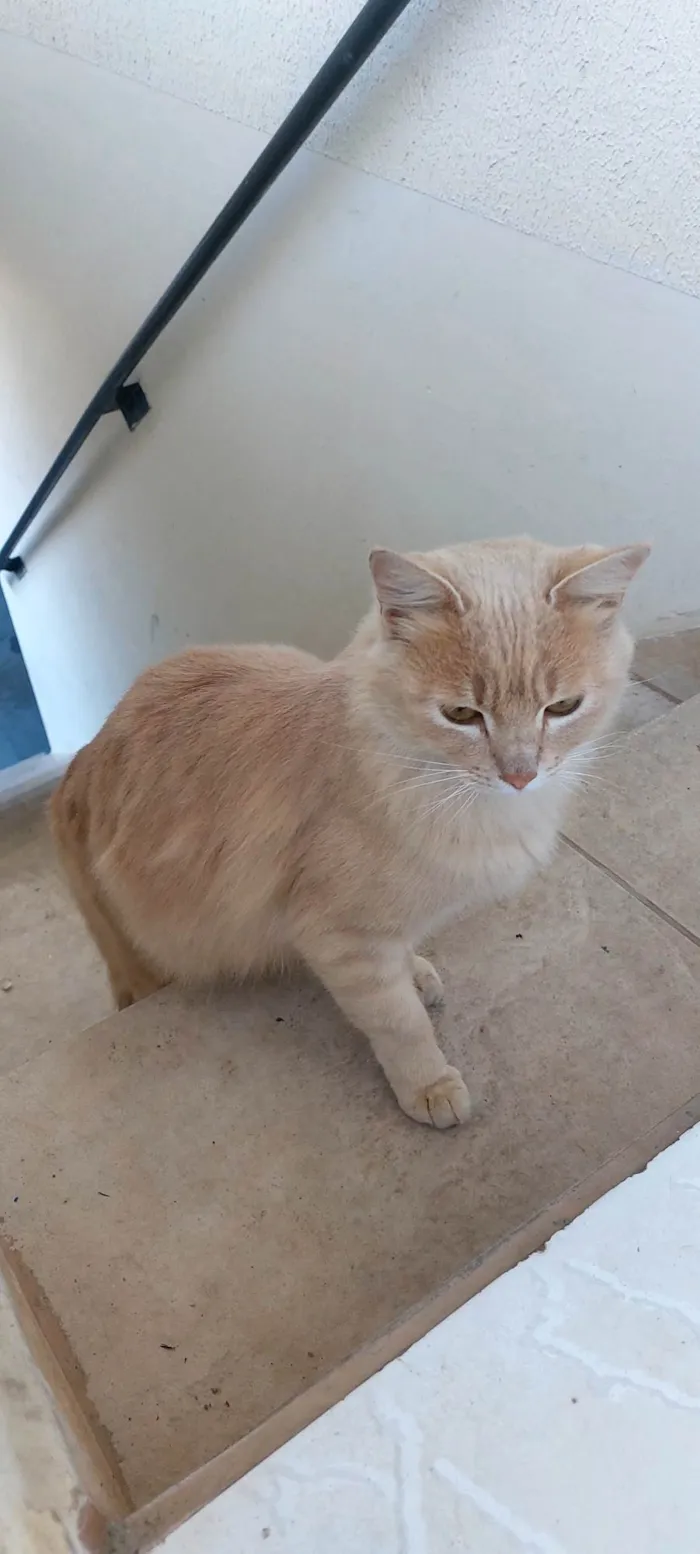 Gato ra a SRD-ViraLata idade 1 ano nome Dáwilla 
