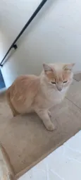 Dáwilla