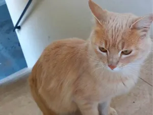 Gato raça SRD-ViraLata idade 1 ano nome Dáwilla 