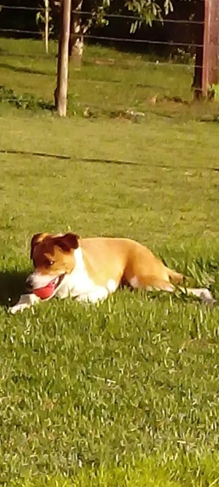 Cachorro ra a SRD-ViraLata idade 6 ou mais anos nome Diamante (Dia)