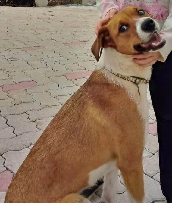 Cachorro ra a SRD-ViraLata idade 6 ou mais anos nome Diamante (Dia)