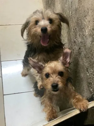 Cachorro raça Yorkshire idade 1 ano nome MeleZeca