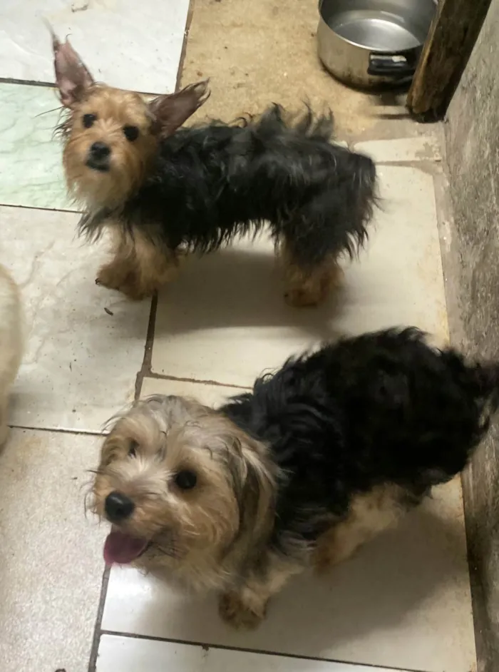 Cachorro ra a Yorkshire idade 1 ano nome MeleZeca
