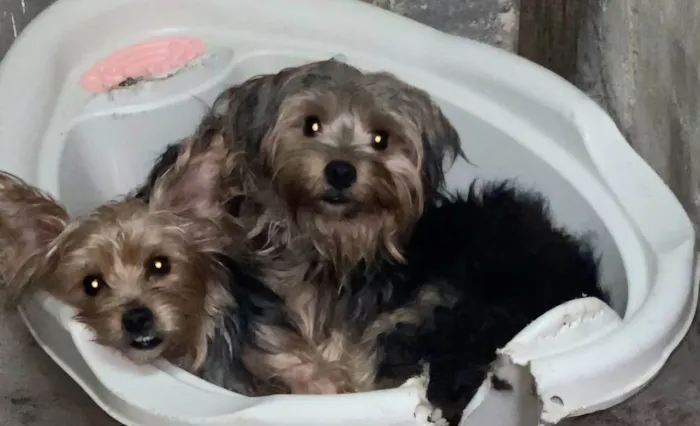 Cachorro ra a Yorkshire idade 1 ano nome MeleZeca