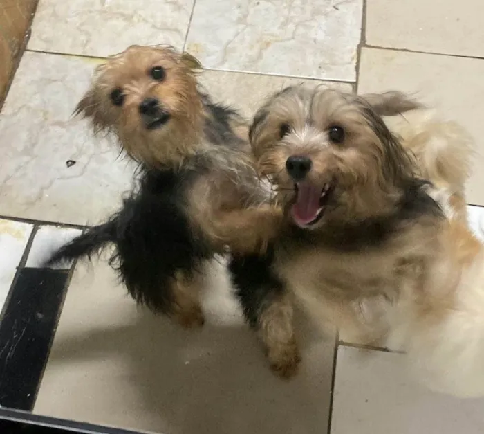 Cachorro ra a Yorkshire idade 1 ano nome MeleZeca