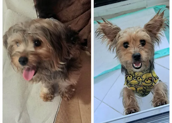 Cachorro ra a Yorkshire idade 1 ano nome MeleZeca