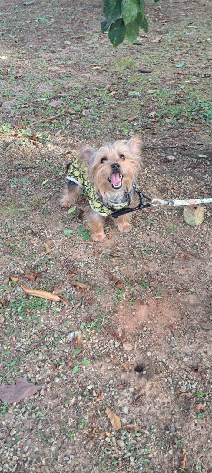 Cachorro ra a Yorkshire idade 1 ano nome MeleZeca