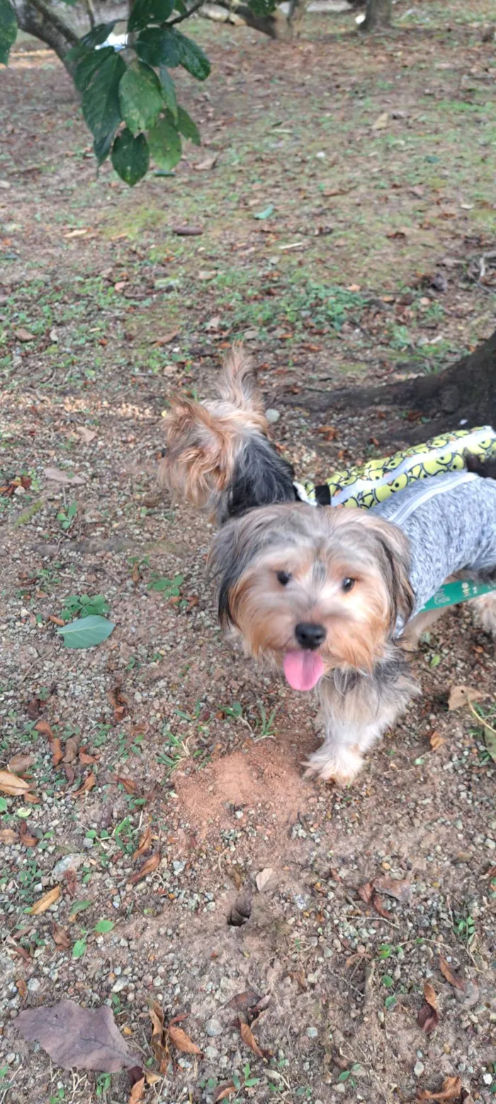 Cachorro ra a Yorkshire idade 1 ano nome MeleZeca