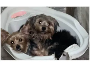 Cachorro raça Yorkshire idade 1 ano nome MeleZeca