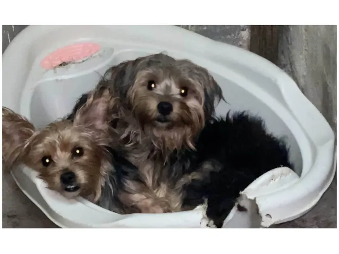 Cachorro ra a Yorkshire idade 1 ano nome MeleZeca