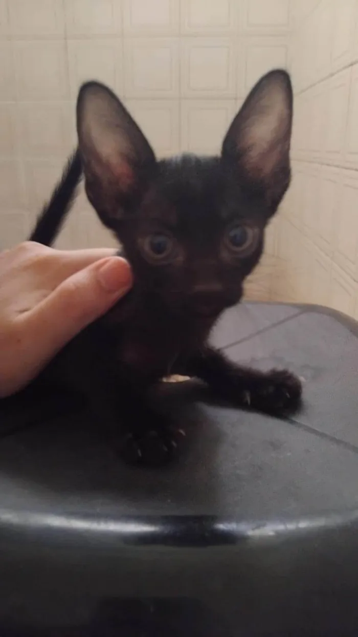 Gato ra a SRD-ViraLata idade Abaixo de 2 meses nome Pretinho (Sem nome atual)
