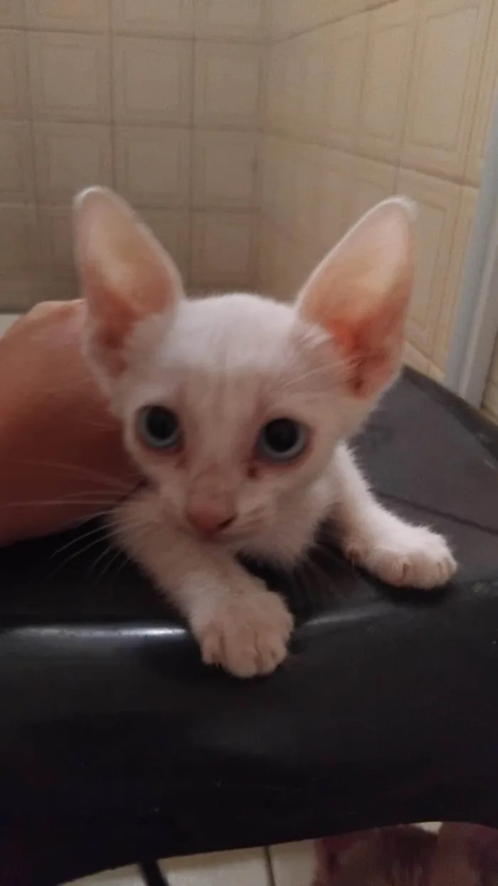 Gato ra a SRD-ViraLata idade Abaixo de 2 meses nome Branquinha (Sem nome atual)