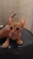 Gatinha Laranjinha (Sem nome atual)