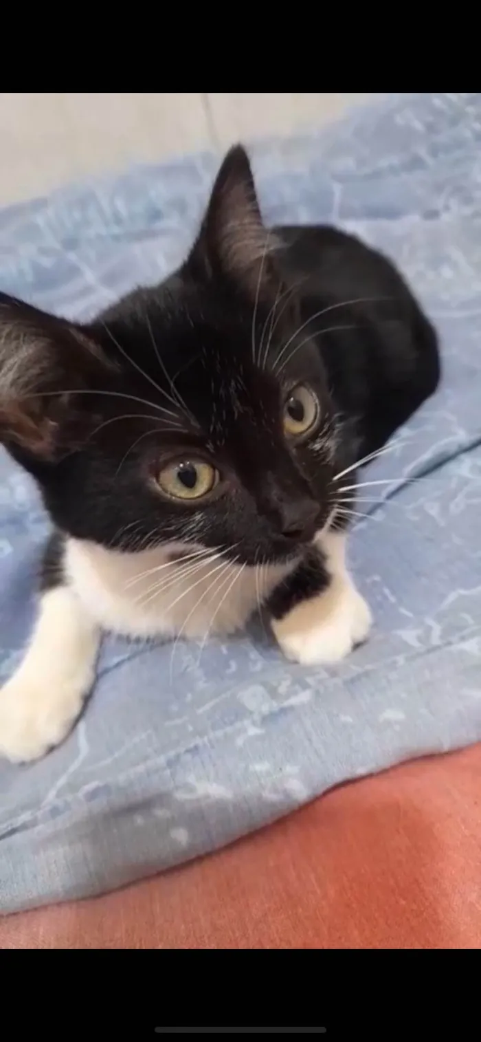 Gato ra a SRD-ViraLata idade 2 a 6 meses nome marrie