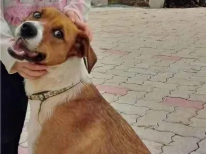 Cachorro raça SRD-ViraLata idade 6 ou mais anos nome Diamante (Dia)