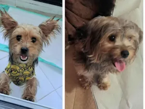 Cachorro raça Yorkshire idade 1 ano nome MeleZeca