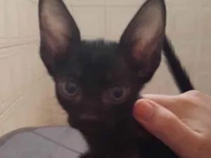 Gato raça SRD-ViraLata idade Abaixo de 2 meses nome Pretinho (Sem nome atual)