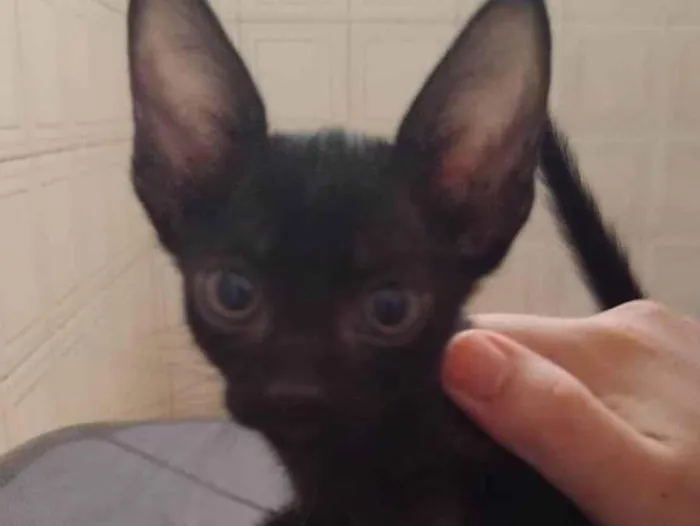 Gato ra a SRD-ViraLata idade Abaixo de 2 meses nome Pretinho (Sem nome atual)