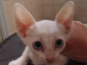Gato raça SRD-ViraLata idade Abaixo de 2 meses nome Branquinha (Sem nome atual)