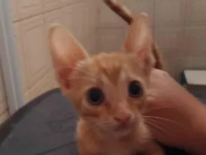 Gato raça SRD-ViraLata idade Abaixo de 2 meses nome Gatinha Laranjinha (Sem nome atual)