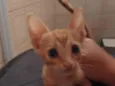 Gatinha Laranjinha (Sem nome atual)
