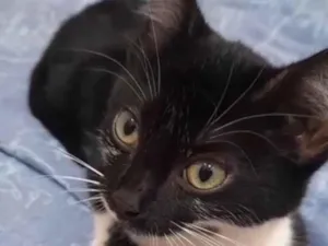 Gato raça SRD-ViraLata idade 2 a 6 meses nome marrie