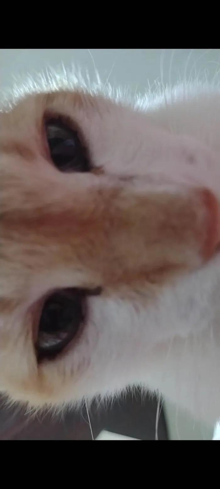 Gato ra a SRD-ViraLata idade 6 ou mais anos nome Milho