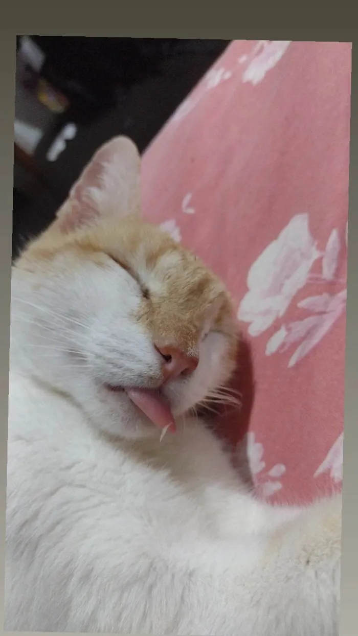 Gato ra a SRD-ViraLata idade 6 ou mais anos nome Milho