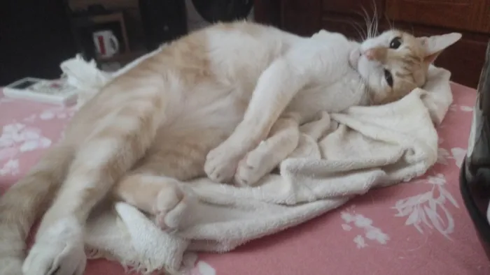 Gato ra a SRD-ViraLata idade 6 ou mais anos nome Milho