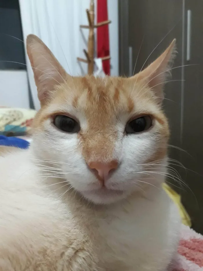 Gato ra a SRD-ViraLata idade 6 ou mais anos nome Milho