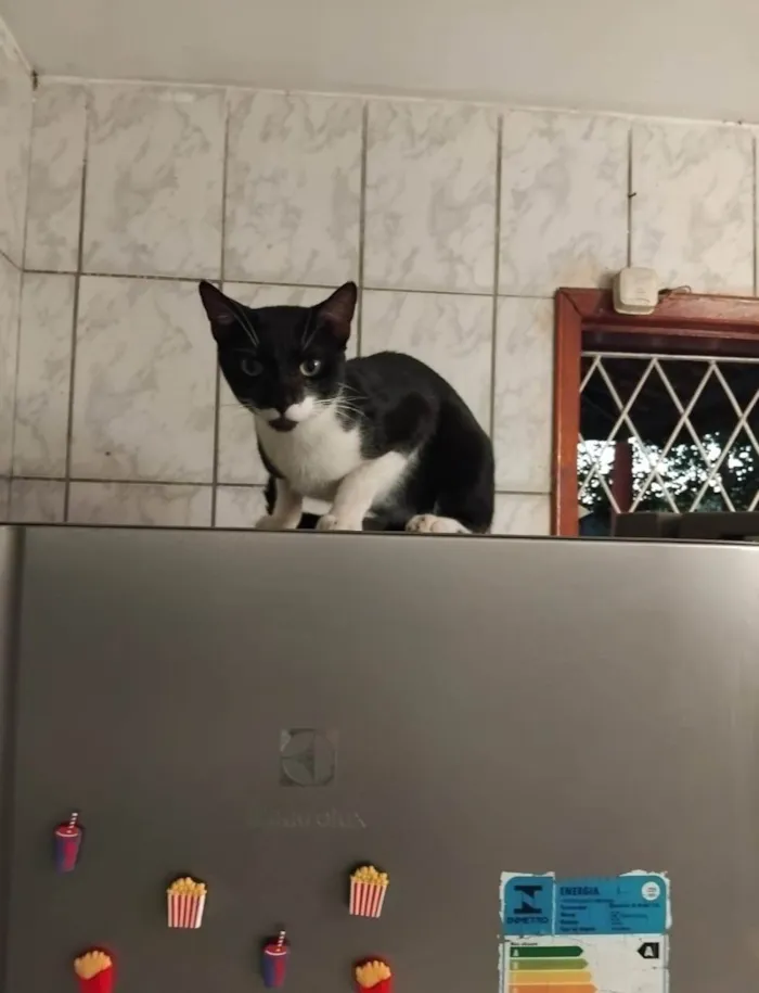 Gato ra a SRD-ViraLata idade 1 ano nome Gato Simon