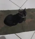 Gato Simon