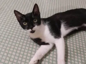 Gato raça SRD-ViraLata idade 1 ano nome Gato Simon