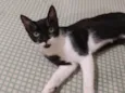 Gato Simon