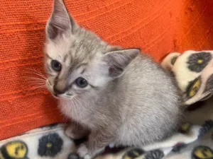 Gato raça SRD-ViraLata idade Abaixo de 2 meses nome Gatinhas
