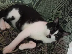 Gato raça SRD-ViraLata idade 7 a 11 meses nome Doação responsável 
