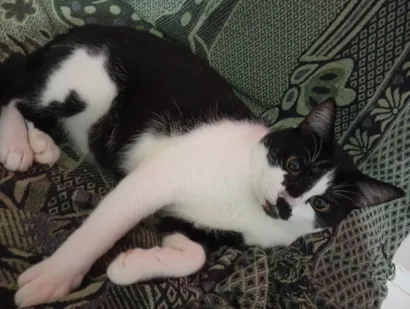 Gato raça SRD-ViraLata idade 7 a 11 meses nome Doação responsável 