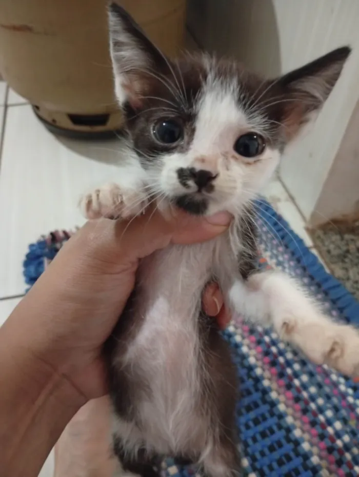 Gato ra a SRD-ViraLata idade 7 a 11 meses nome Doação responsável 