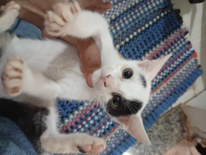 Gato ra a SRD-ViraLata idade 7 a 11 meses nome Doação responsável 